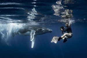Annie Crawley photographs a humpback whale